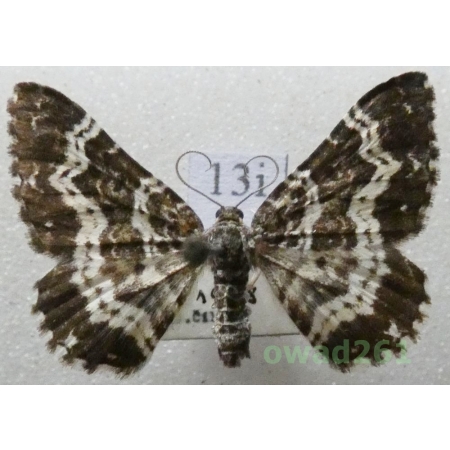 Epirrhoe tristata (Linnaeus, 1758) Czech13i